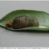 calloph chalybeitincta pupa1 volg